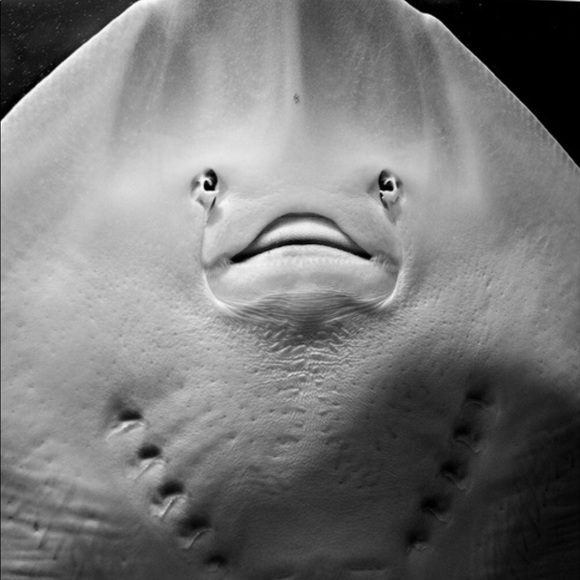 Meet your Posher, Susan - Picture 1 of 1